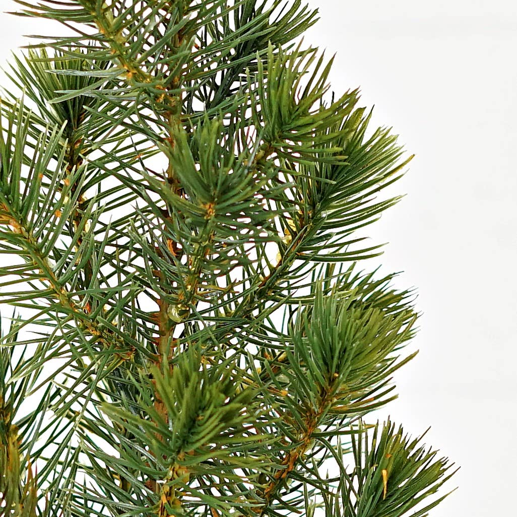 ISB72098 - 12inH Sierra Pine Mini Tree on Pot - HER Home Design Boutique